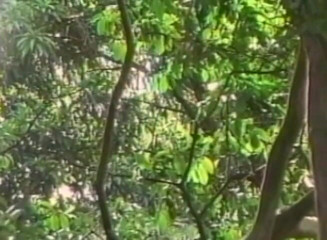 Chicks with Dix: Pelirroja trans se la follan al aire libre en un...