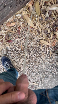 Peeing in the Garden