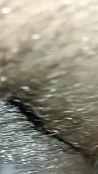 Village Fuking Video