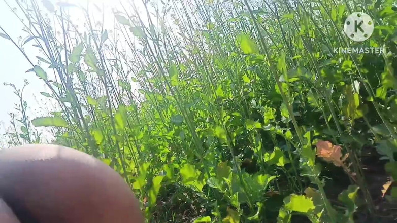 Savita5343: Bhabhi desi kampung dikongkek dalam padang mustard dalam gaya doggy....