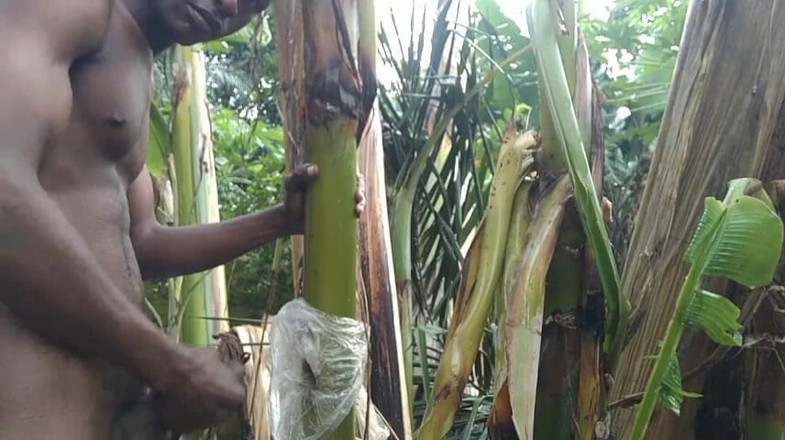 Bangcum8: 숲속에 혼자 있는 남자와 질경이 나무로 만드는 것은 마누라와 섹스