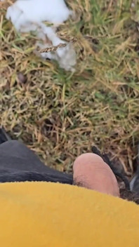 A Bit Risky Peeing - POV Outdoor Male Pee During a Nature Walk