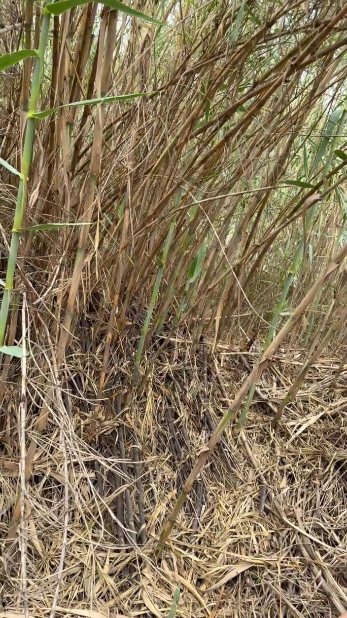 joanraay: मेरे सौतेले पापा मुझे चोदते हैं और मुझे पार्क में चोदते हैं