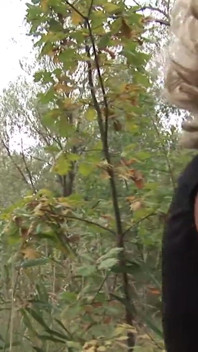 Zralá blondýnka prohrává, aby sála ptáka