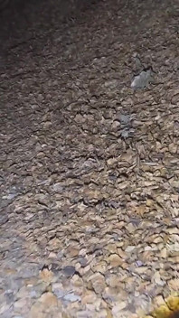Nacht wandern und die meisten meiner kleidung ausziehen
