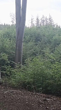Parmi les hêtres : une exposition approximative sur la forêt nue
