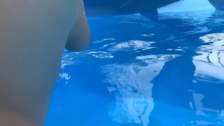 FoxyandTed: It must be underwater love, ass creampie