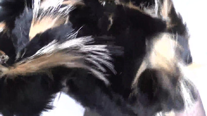 Lady Victoria Valente: Latihan ejakulasi: menghidu selendang bulu dan cumshot, Lady Victoria Valente