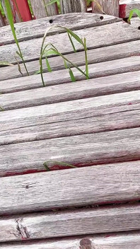 Dışarıdaki Tanka Işemek