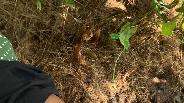 Nuragee: Când Mergeam În Pădure Să Culeg Cereale.