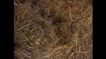 MCG EMPIRE TV - our best full movie: Porky Vol.4