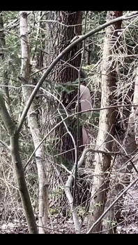 Ви можете зустріти голого транса в лісі
