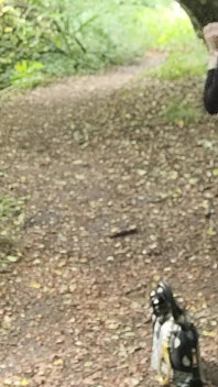 4-legged Exhibition in the Forest, Little Tease in Search of Cocks. Cumslut P U B L I C [27jun25] French Transvestite