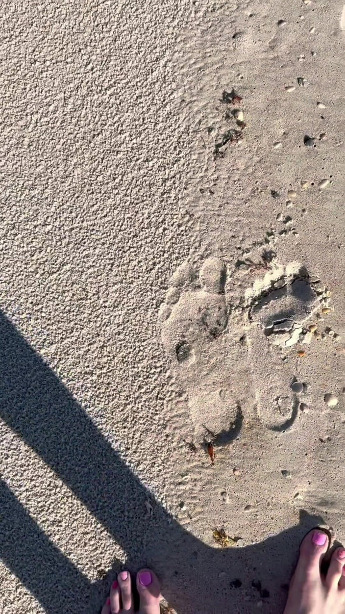 Peppermint Giantess: Porovnání Velikosti 16 stop s pískem na pláži