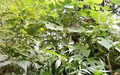जंगल वाले लड़के ने पाकिस्तानी वेश्या को देखा, फिर घर आकर स्वेता आंटी के कमरे में उसके स्तनों की मालिश की।