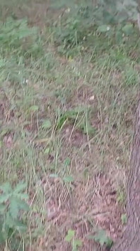 Naše třetí přítelkyně sleduje v parku, takže nás nikdo nechytí při sexu