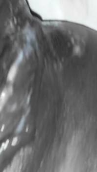 リトルブラックプリンセスはグループに大きく満たされています