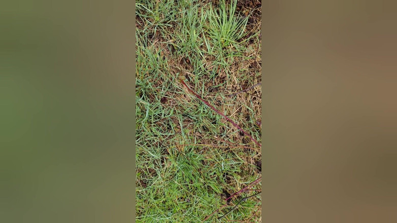 Bayer911: Apenas uma mistura de mijo e mijo