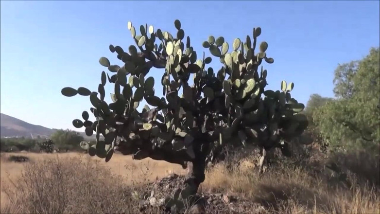 Helena Moeller: Mega outdoor fucking near Mexican piramides
