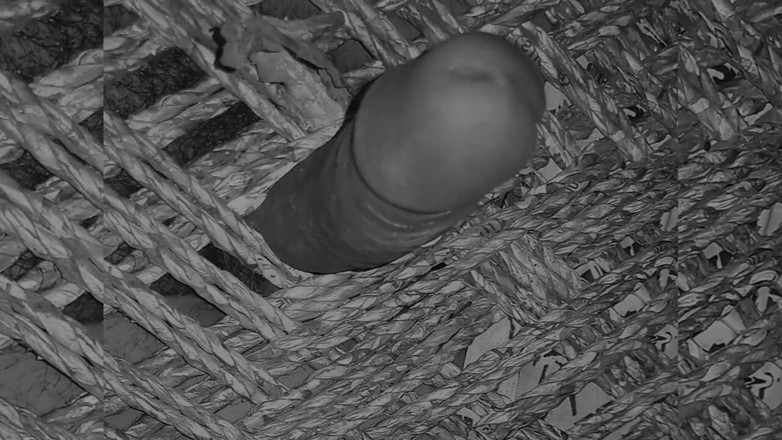 Desi_Porn_India: Giovane ragazzo indiano che mostra il suo cazzo duro.