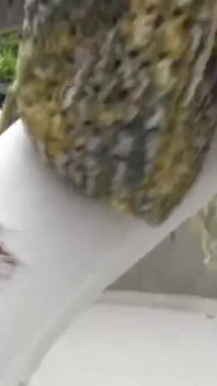 Dm 火花狂野的 gyaru 觉醒强大的人物a 在见面时变得顺从