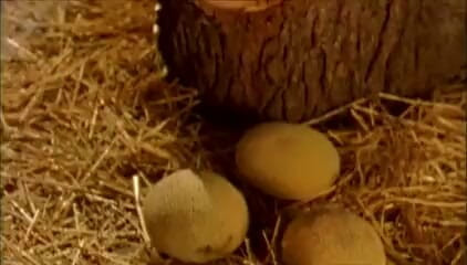 Outdoor pervs: Prințesa curvă este folosită de 2 cavaleri