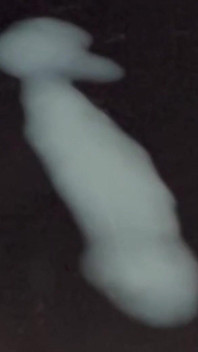 Co má sperma ve zpomaleném záběru?