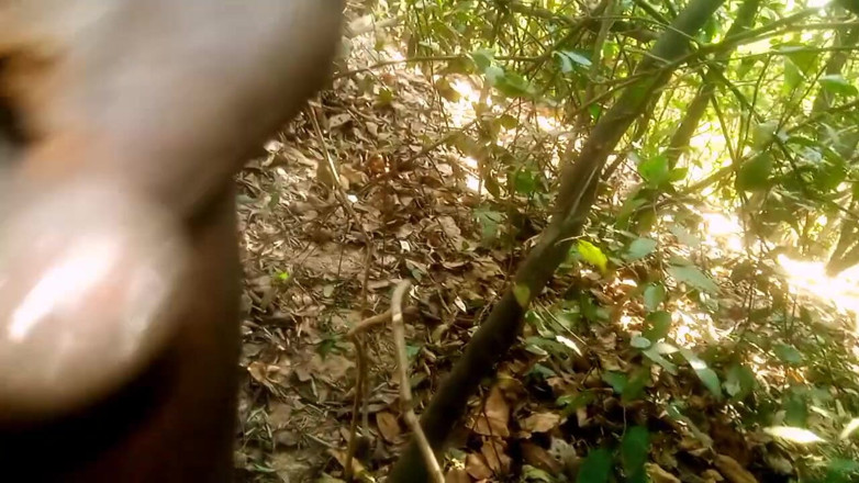 Judith xxx: Travel bush
