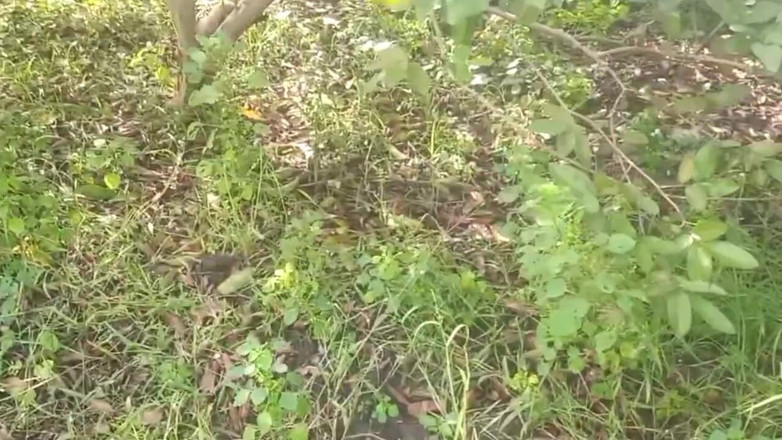 Priyanka314: Bini kawan desi memegang dan memerah payudara di Guava Plantation