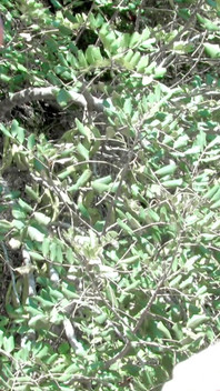 Sexy Video: Jordanne-kali_naty-pink_nina-roberts_mo_01