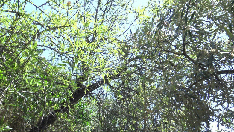 Stepmom Susan: Amerykańska żona rogacza dostaje ogromne wytryski na swoją owłosioną cipkę we...