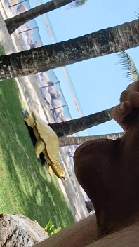 Public Beach Cock Flash