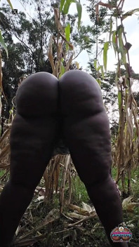 Tremendo do lado de fora na plantação de milho do interior