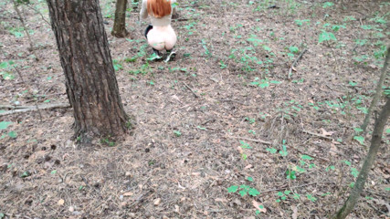 Super Jopka: Beautiful chick caught in the woods