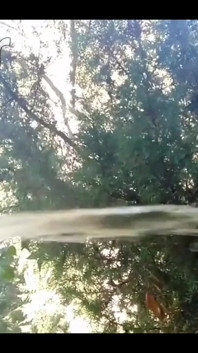 Pissing in My Backyard