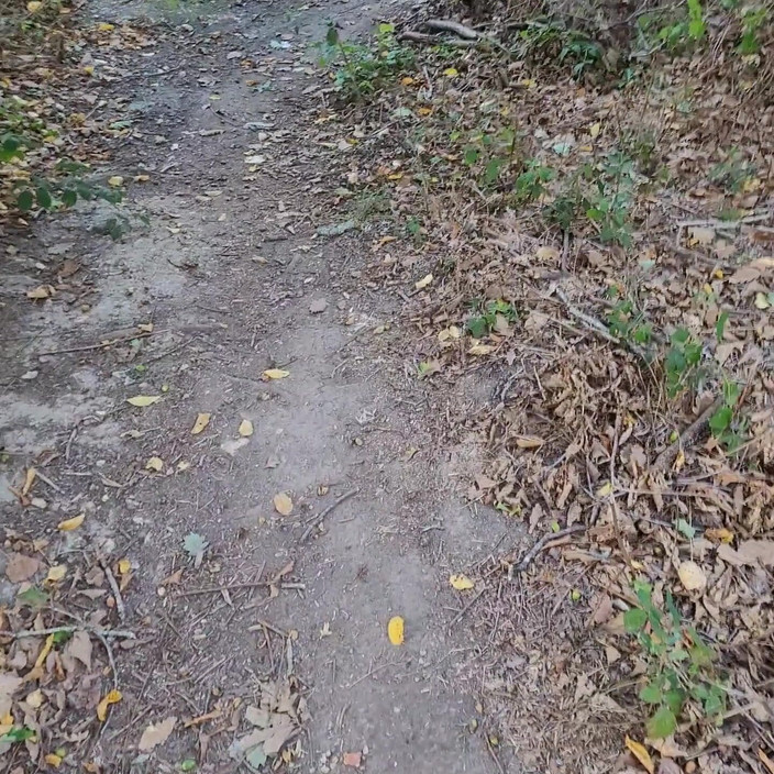 VaneSsa BiTCHx: Caminhando na floresta