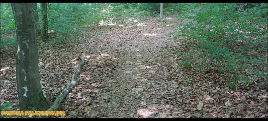 Sandra Falkenhauer: Pee Compil 2025