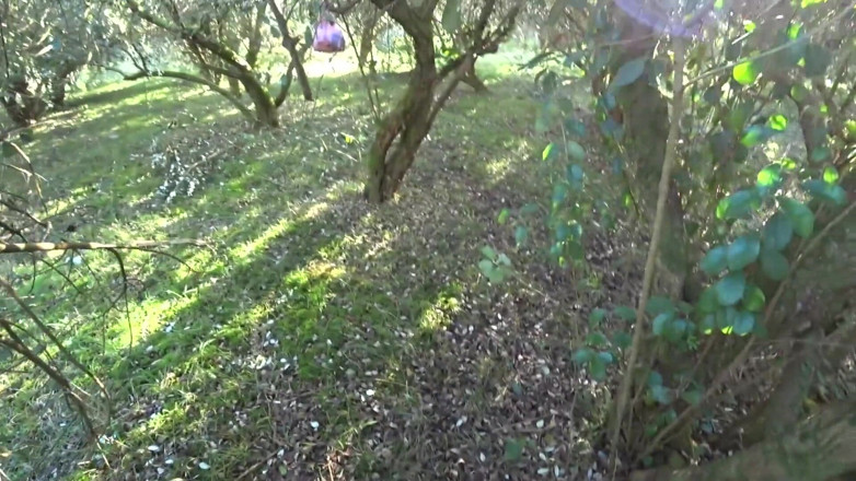 Waldemaria: Tubuh panas 18 remaja dikongkek dalam hutan buah - seks berisiko di...