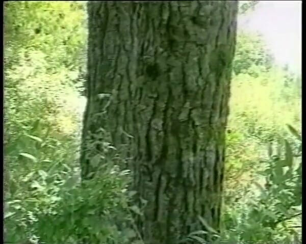 King Of Amateur: Enjoy x Video sv. 15