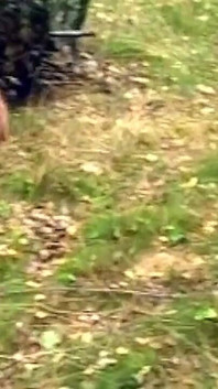 Si rambut coklat matang menjolok pepek meleleh di hutan – Frenzy