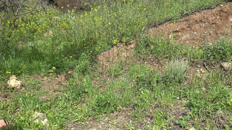 Stepmom Susan: Esta mujer americana está loca!! Ella compra un consolador usado...