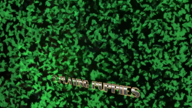 The Playing Puppies: Çapraz Köpek Yavrusu Zevki Oynuyor Bölüm 2