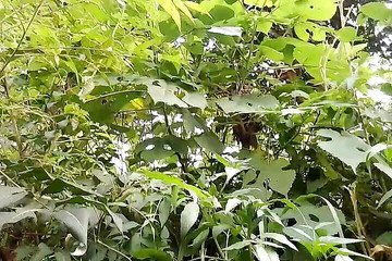 Gangbang straight: Chlapec z džungle viděl pákistánskou děvku, pak se vrátila domů...