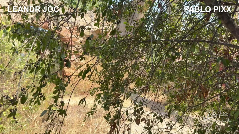 PabloPixx: Savage Cock Pounds Eager Bottom in the Woods