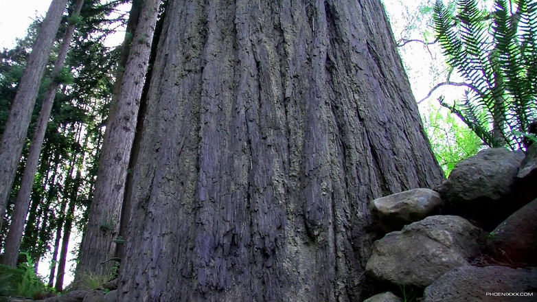 Phoenixxx: クリスと森でオナニー