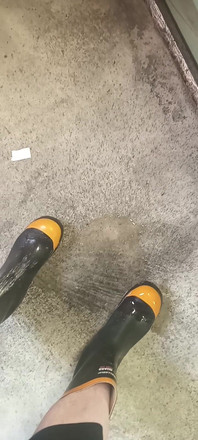 Pissing on Steel Toe Black Rubber Wellies