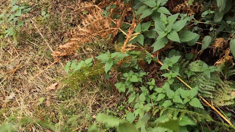 Bouncy Tits Action: Punishment Walk - Stuffing Her Bra and Panties in the Woods