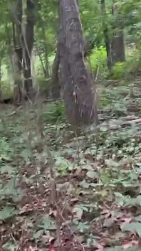 En el bosque con un chorreo de leche para un Jackson