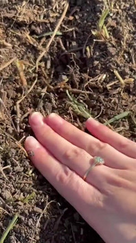 Gergasi berkebun menjadi liar dia menanam seorang lelaki kecil