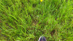 Bayer911: Ciasto przy dębie